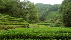 Amanfayun, China Longjing Tea Fields 9375 Amanfayun 2024