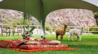 Picnic tent with lamas