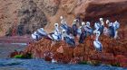 wildlife pelicans