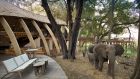 Elephant in guest area and Beyond Sandibe Sandibe Okavango Safari Lodge