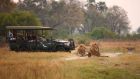 Two male lions safari game drive and Beyond Sandibe Sandibe Okavango Safari Lodge