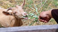 wildlife at the margi