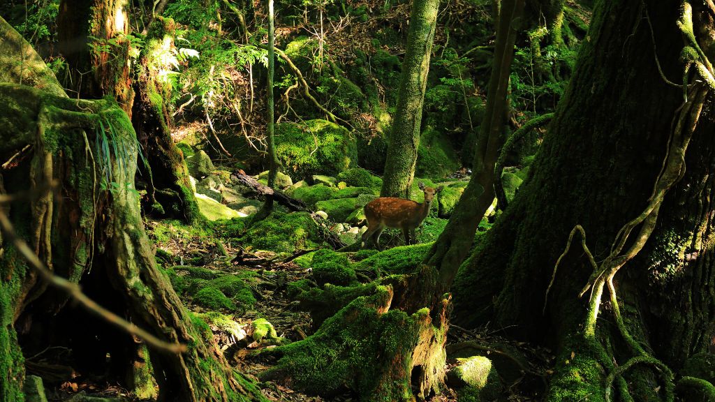 Sankara Hotel Spa Yakushima Island Kagoshima Prefecture Wildlife At Sankara Nature Yakushima