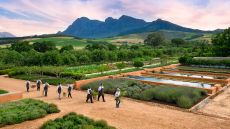 Babel chefs in the kitchen garden
