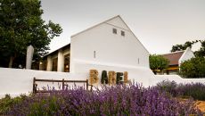 Sweet lavender in front of Babel Restaurant at Babylonstoren