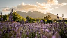 Lavender in bloom at Babylonstoren