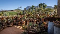 Views from the Succulent House at Babylonstoren