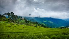 Como Punakha  rice fields