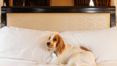 16 at Inter Continental Porto Palacio das Cardosas