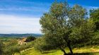 The Organic Olive Groves