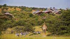 Exterior, curious giraffe and zebras