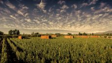 Vineyardloft Panorama View 2022 AT Entre Cielos Wine and Wellness Hotel