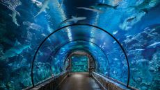 131815964 Shark Reef 3200x2133 Mandalay Bay