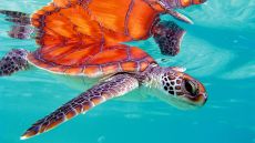 turtle at The Brando