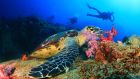 Diving Underwater Turtle Anantara Bazaruto Island