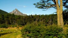 forest at Arakur Ushuaia