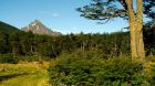 forest at Arakur Ushuaia