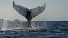 DSC 00325 photo Paddy Barry Fogo Island 2024
