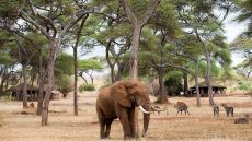 Sanctuary Swala elephants in camp