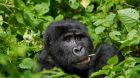 Sanctuary Gorilla Forest Camp gorilla