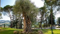 Olive Tree Palazzo Di Varignana