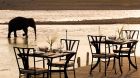 unique dining elephant walking by