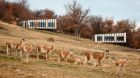 View of villas with guanacos