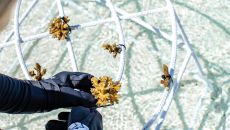 Coral Adoption Program