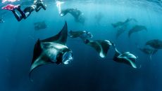 Manta Snorkeling in Hanifaru Bay at Vakkaru Maldives