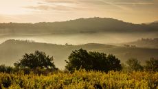 View vinyards Lupaia