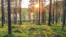 006542  Pine Tree Forest Walk