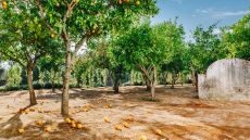 Orange Gardens Convento do Espinheiro
