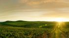 Napa Valley