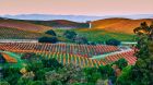 Napa Valley Fall Colors