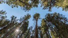 Private Forest Euphoria Retreat