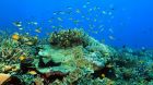 Under water world at komodo national park