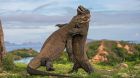 Komodo Island, Komodo dragon fight