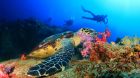 ayana komodo diving turtle