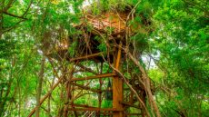 Tree house 