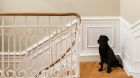 stairs dog