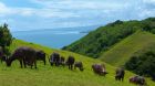Lelewatu Hill