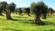 Masseria Torre Maizza Olive Trees