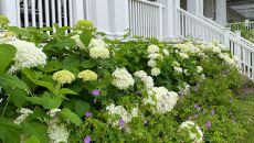 Taconic outside hydrangias Taconic Hotel