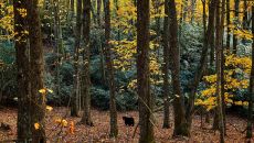 PRI Bear Kiwi Primland Resort