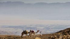 Seffi Experience Manager and Camels 6 9137 Six Senses Shaharut