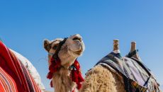 Camels 2 9150 Six Senses Shaharut