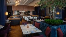 Blue Aster Conrad Nashville