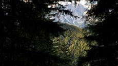 FORESTIS Wald 3 FORESTIS