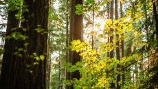 BCAM6186 The Lodge at St Edward State Park