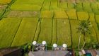 Rice fields aerial
